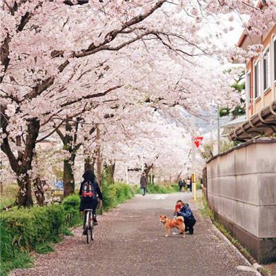 黑龙江省2024年游客总花费增长超六成