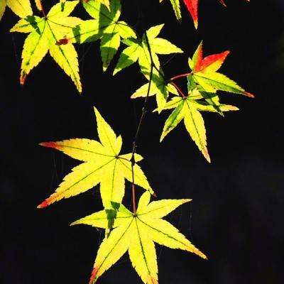 杭州今日限行尾号时间表(每周更新)